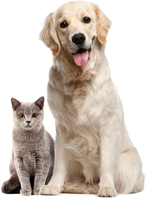 About-pets
