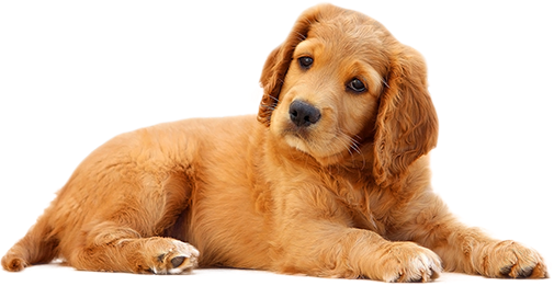 donation dog photo