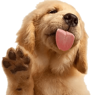 Puppy dog photo